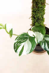 Scindapsus treubii moonlight albo variegated